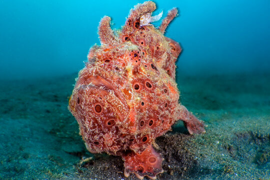 Painted frogfish (Antennarius pictus) female, resting on the seabed, Bitung, North Sulawesi, Indonesia, Lembeh Strait, Molucca Sea. 
