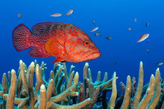 Coral grouper (Cephalopholis miniata) male, swimming over Coral (Acropora sp.), Fathers Reef, Lolobau Island, West New Britain, Papua New Guinea, Bismark Sea, Pacific Ocean. 