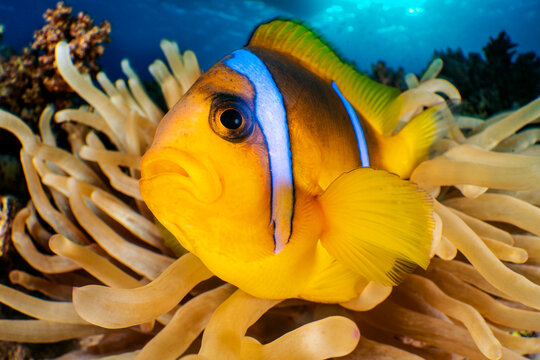 Red Sea anemonefish (Amphiprion bicinctus) resting in a Magnificent sea anemone (Heteractis magnifica) on a coral reef, Gubal Island, Egypt, Gulf of Suez, Red Sea. 