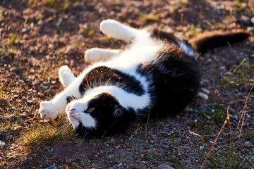 Fototapeta premium Playful black and white cat on gravel