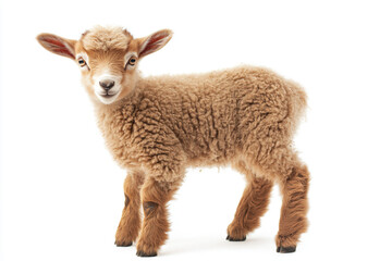 Fototapeta premium a sheep standing on a white surface with a white background