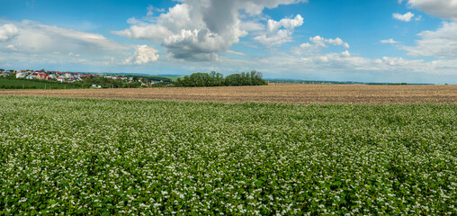 Flowering buckwheat field, plowed field nearby, village on the horizon with colored roofs, cumulus clouds in the sky