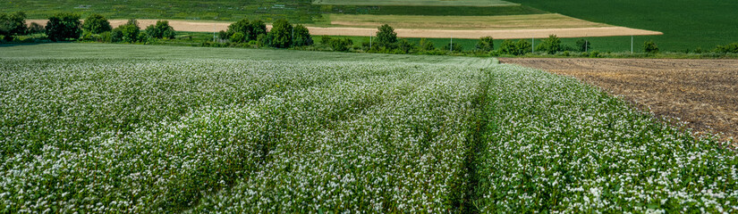 panoramic view of a blooming buckwheat field and plowed land nearby, green and yellow fields of...