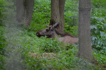 Young moose in the woods