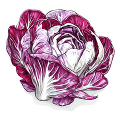 A hand-drawn Radicchio leaf in trendy abstract minimal style. Fresh and natural look. Vector illustration in EPS format, isolated on a white background.