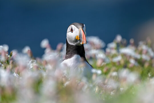 Puffin (Fratercula arctica) standing among White campion (Silene latifolia), Great Saltee Island, County Wexford, Republic of Ireland. June, 2023.