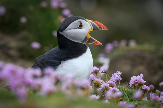 Puffin (Fratercula arctica) perched among Sea thrift (Armeria maritima) calling, Great Saltee Island, County Wexford, Republic of Ireland. June, 2022.