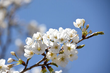 青空に桜