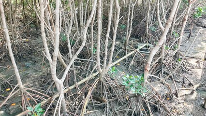 A dense network of mangrove roots emerges from the mud, showcasing nature's resilience and the intricate ecosystem of coastal wetlands.