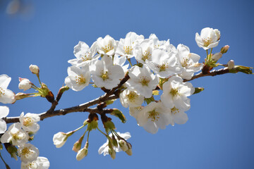 青空に桜