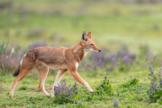 Ethiopian wolf (Canis simensis) walking among Rift Valley sage (Salvia merjamie), Bale Mountains National Park, Ethiopia. Endangered.