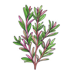 Abstract hand-painted illustration of Rosemary branch, Trendy abstract minimal style, botanical set, natural and fresh. Vector illustration isolated on a white background