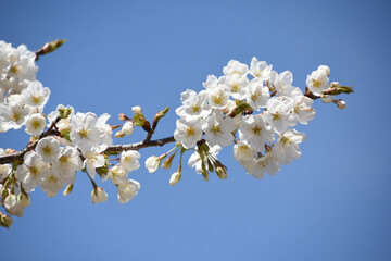 青空に桜