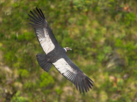 Andean condor (Vultur gryphus) in flight in mountain habitat, Antisana, Andean lowlands, Ecuador.