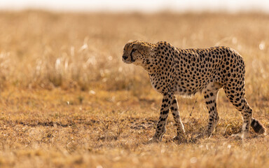 Cheetah in masai mara kenya
