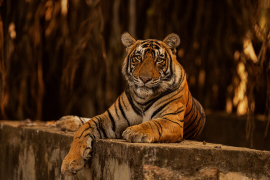 Bengal tiger (Panthera tigris tigris) sub-adult, resting on stone wall with Banyan tree in background, Ranthambhore, India. Endangered. Endangered.