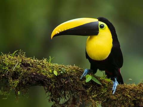Choco toucan (Ramphastos brevis) perched on branch in cloud forest, Ecuador.