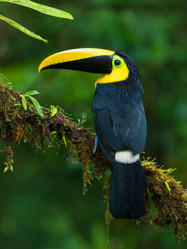 Choco toucan (Ramphastos brevis) perched on branch in cloud forest, Ecuador.