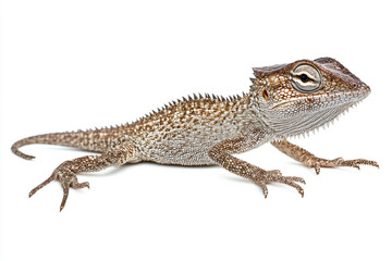 Fototapeta premium a lizard with a spiked head and a long neck