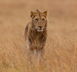 lion in the grass