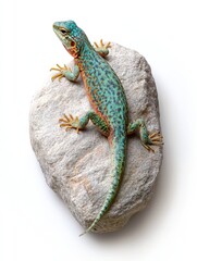 Obraz premium Colorful lizard resting on textured rock against white background with drop shadow for striking visual contrast