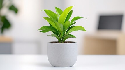 Fototapeta premium Potted plant on a table. Bright, healthy foliage in a light gray pot