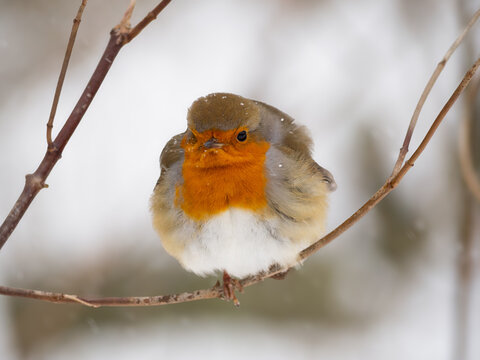 Fluffy European Robin in Winter Snowfall.
A small, fluffy European Robin with its characteristic orange breast is perched on a twig during a gentle snowfall in Bochum, Germany.