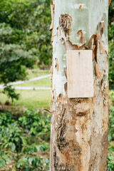 Tree bark close-up tropical forest nature photography lush environment natural viewpoint eco-friendly concept