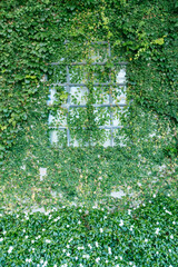 Vibrant green ivy covering a rustic window outdoor garden nature photography tranquil environment close-up view serenity concept