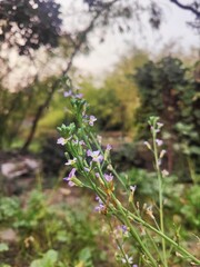 Wild Radish Flowers Against a Soft, Nature-Filled Background