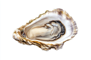 a close up of a oyster shell with a shell inside
