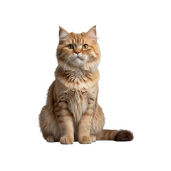 Fototapeta premium Highland fold cat sitting upright facing forward generative AI