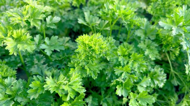 fresh parsley grows in the garden	
