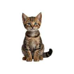 Obraz premium Black and brown patterned egyptian want kitten sitting upright front view with transparent background generative AI