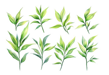 Fototapeta premium bamboo leaves isolated on white