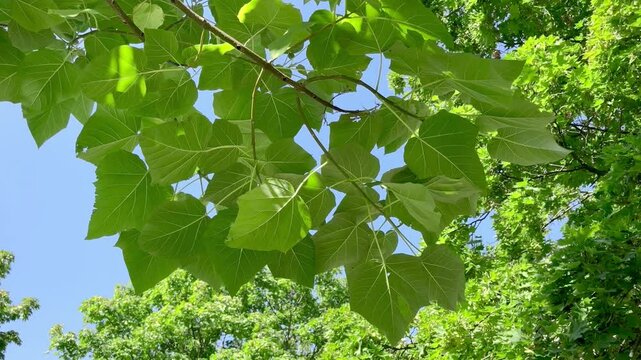 Paulownia Tomentosa Tree Growing in the Garden	
