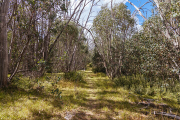 Boundary Hut Trail Lake Mountain Australia