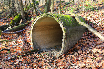 old concrete sewer pipe in autumn forest