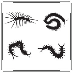 Centipede silhouette, Centipede illustration , Centipede clipart, Centipede vector ,Centipede icon , black Centipede, Centipede illustration on white background, Centipede vector illustration , 				