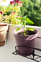 Embrace urban farming by growing fresh, nutritious vegetables like peppers on your balcony or terrace, with a close-up of vibrant foliage in a pot, ideal for small-space gardening