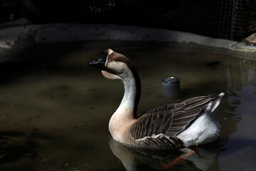 Obraz premium 池を泳ぐシナガチョウ