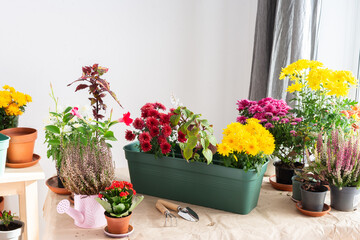 Decoration terrace with vibrant fall flowers like chrysanthemums and heather in pots, creating a cozy and colorful outdoor environment for autumn