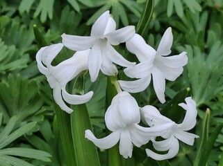 Frühblüher 