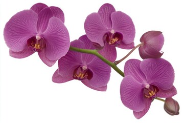 Obraz premium Purple Orchid Stem: Blossoms, Buds, and Botanical Beauty