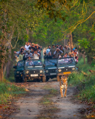 wild female tiger or panthera tigris roadblock showstopper on morning stroll in her territory and...