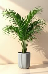 Fototapeta premium Golden cane palm tree in white ceramic pot. Indoor houseplant with lush green fronds. Home decor, interior design concept. Modern decor. Neutral background. Ideal for product display in bright room.