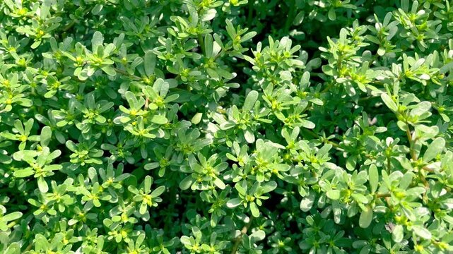 blooming Purslane (Portulaca oleracea) growing in the garden	