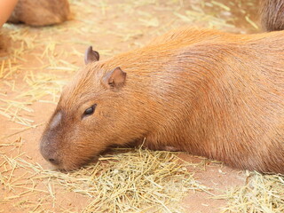 Capybara Enjoying a State of Relaxation in Its Natural Habitat While Surrounded by Nature