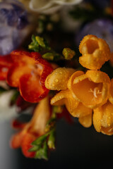 White, orange and purple freesia with water droplets on petals close-up. Macro photography of...