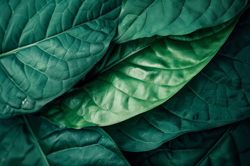 Obraz premium Close up of green leaves with a water droplet on the leaf